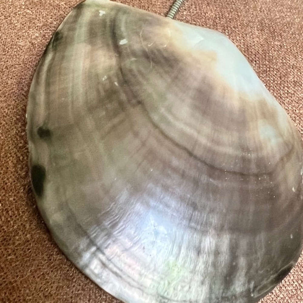 Large Natural Sea Shell Pendant Snake Chain Necklace 35" Mermaidcore